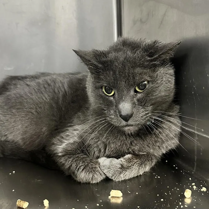 A senior medium-sized male Gray / Blue / Silver Domestic Short Hair cat named Bones Ci for adoption in Union, MO