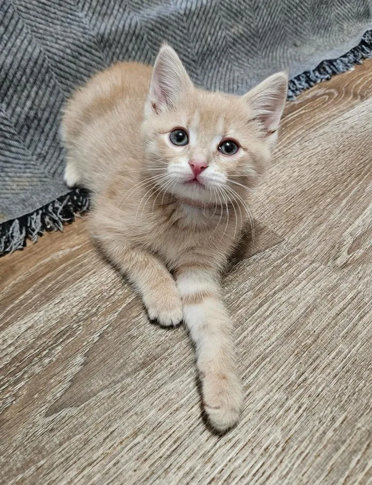 A baby medium-sized female Domestic Short Hair cat named Bianca for adoption in China Township, MI