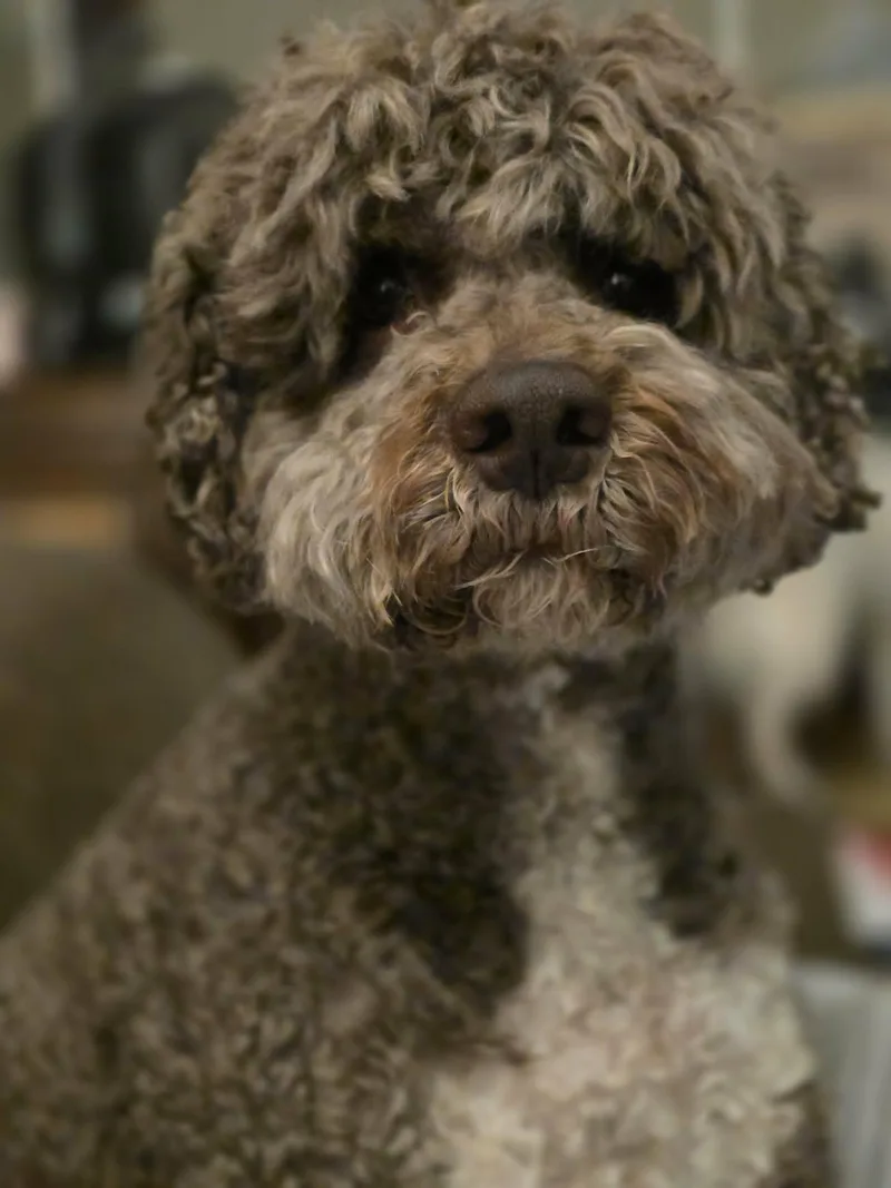An adult medium-sized male Brown / Chocolate Lagotto Romagnolo dog named Simba for adoption in Port Orange, FL