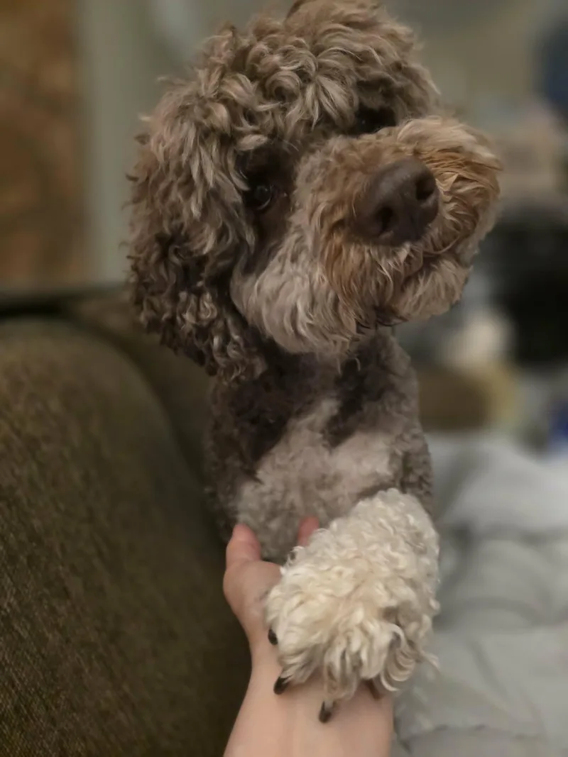 Simba thumbnail 3
