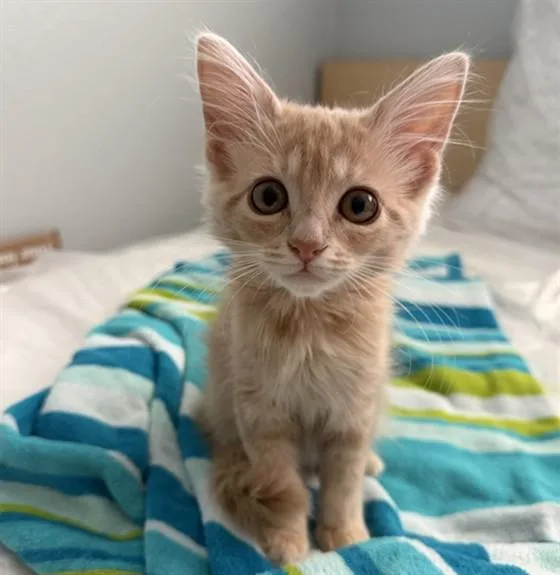 Mimi