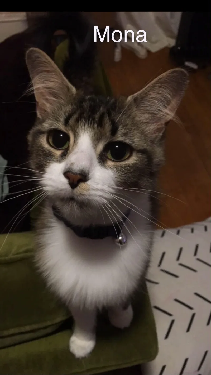 A young medium-sized female Tabby (Brown / Chocolate) Tabby cat named Mona for adoption in Wyandotte, MI