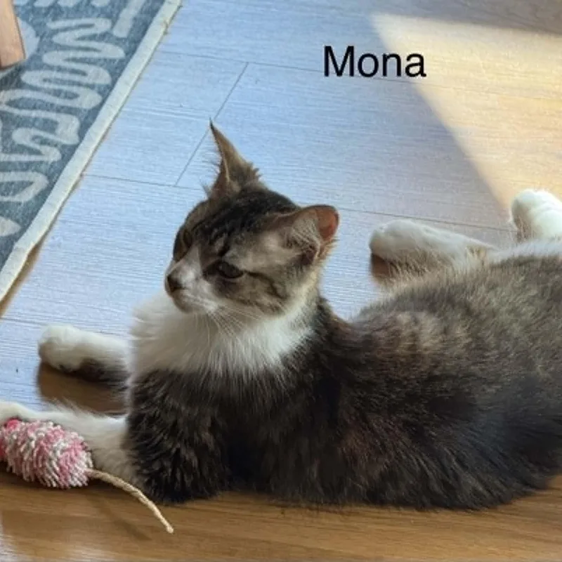 Mona thumbnail 3