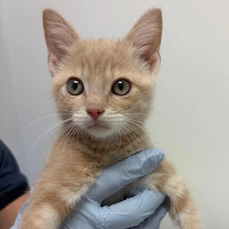 A baby small-sized male Buff / Tan / Fawn Domestic Short Hair cat named Mr. Cheddar Cheese for adoption in Nashville, TN