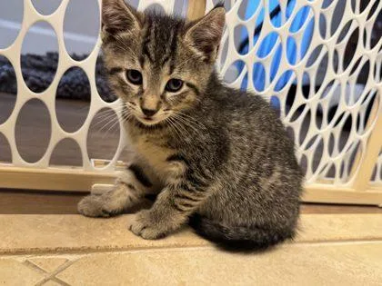 A baby medium-sized male Domestic Short Hair cat named Waylon for adoption in West Chester, PA