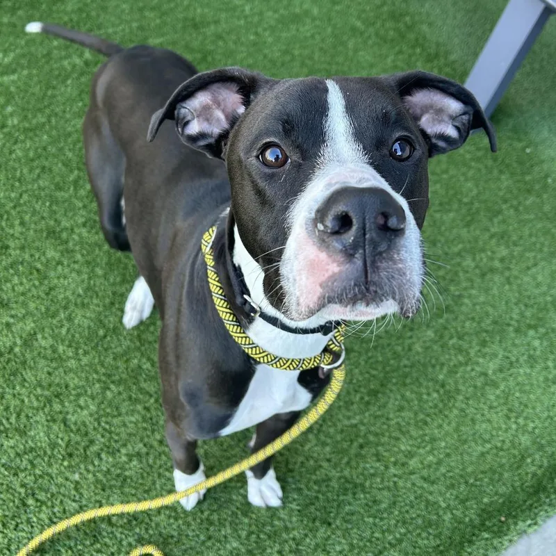 A young large-sized male Black Mixed Breed dog named Deebo for adoption in Matteson, IL