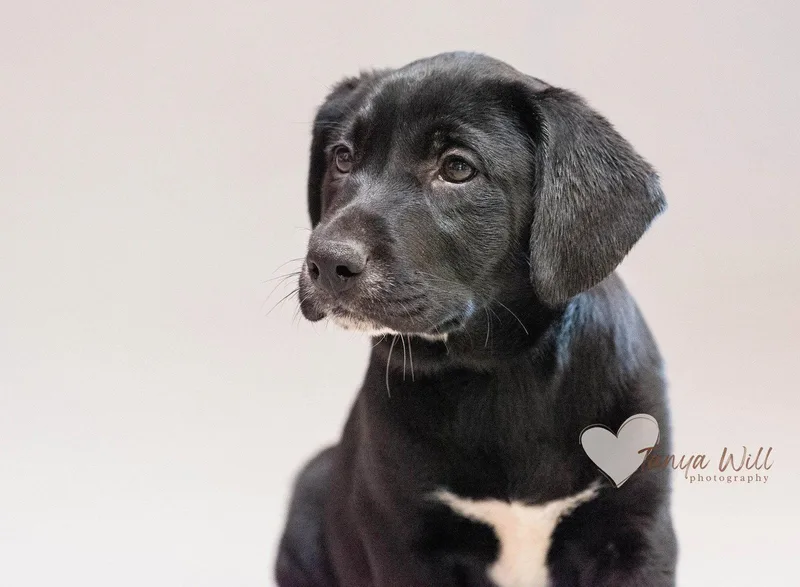 Blue Raspberry thumbnail 2