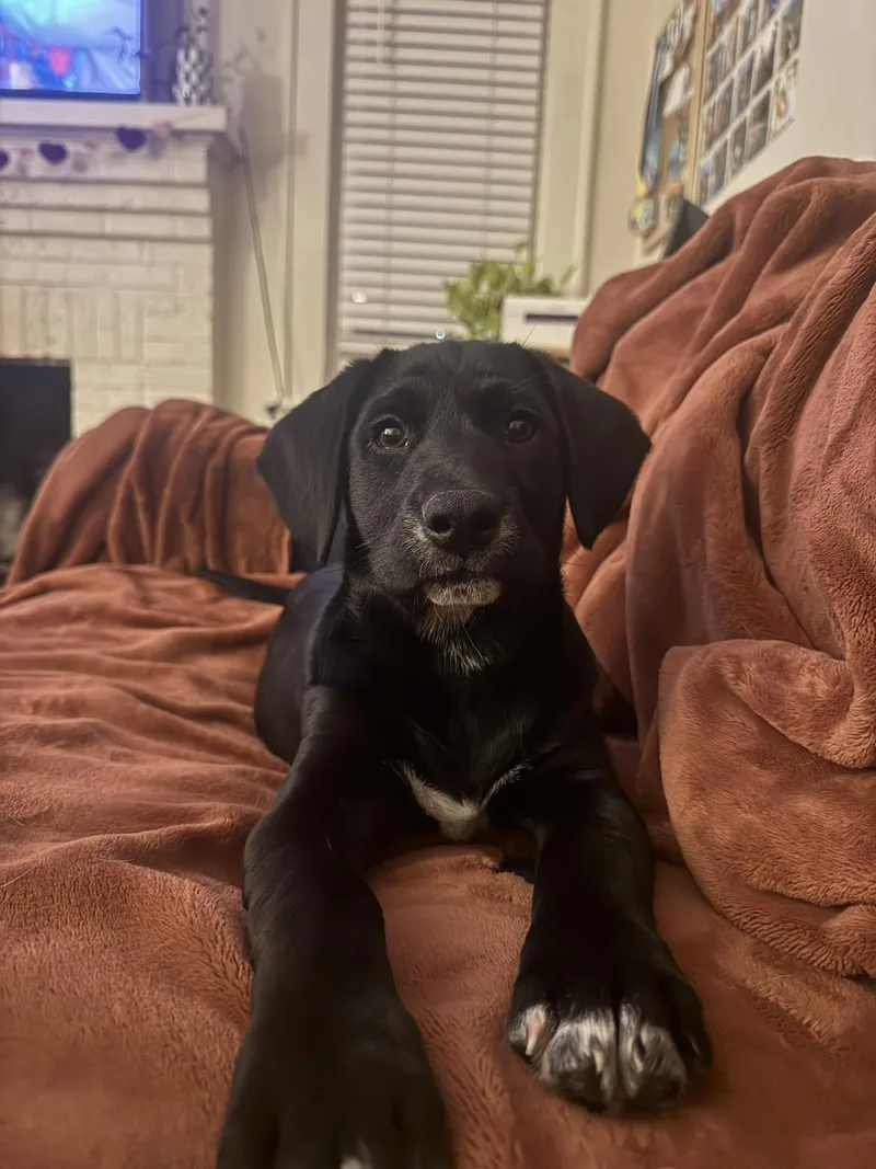 Blue Raspberry thumbnail 3