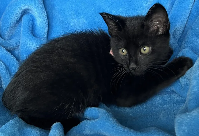 A baby medium-sized female Domestic Short Hair cat named Nala for adoption in Lyle, WA