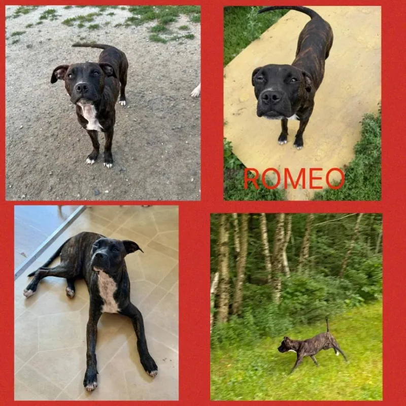 A baby medium-sized male Black Pit Bull Terrier dog named Romeo for adoption in Wells, VT