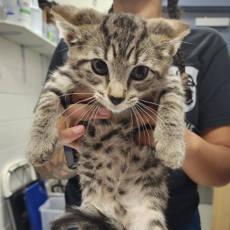 A baby small-sized male Brown / Chocolate Domestic Short Hair cat named Haggis for adoption in Pittsburgh, PA