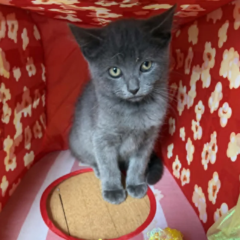 A baby medium-sized male Gray / Blue / Silver Domestic Short Hair cat named Bear for adoption in Watertown, WI