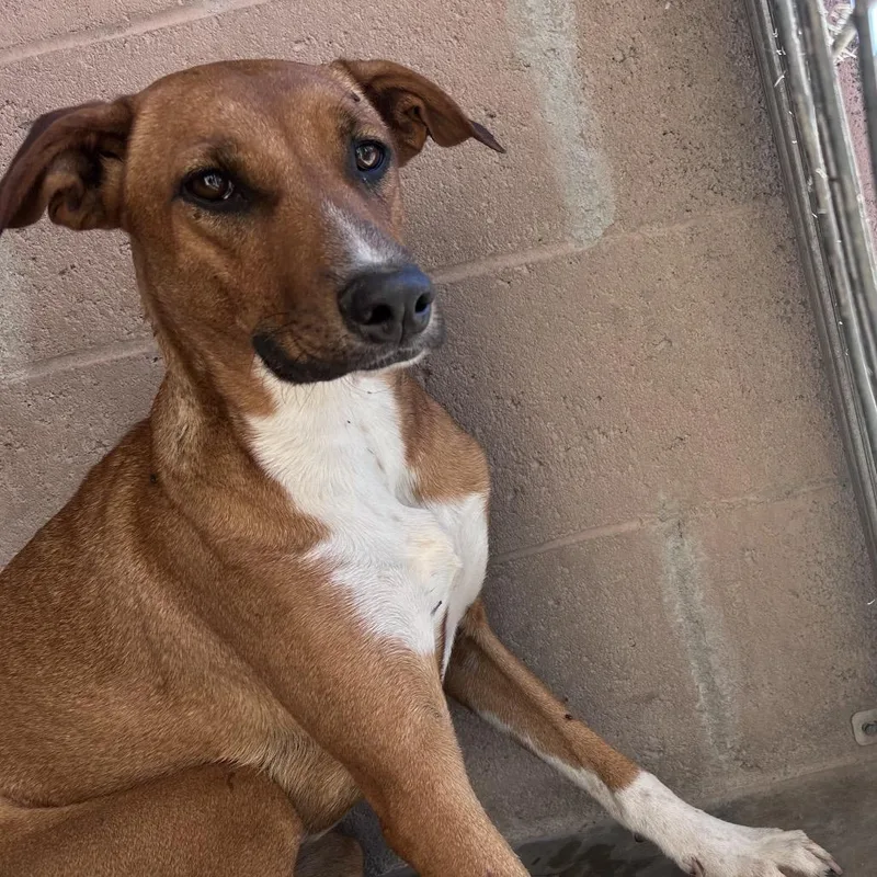 A young medium-sized female Shepherd dog named Moona for adoption in Yuma, AZ