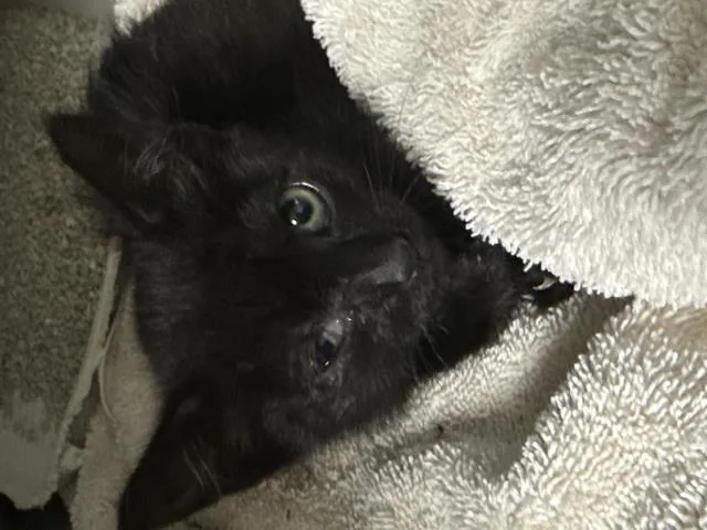 A baby small-sized female Domestic Short Hair cat named Pulgita for adoption in Riverside, CA