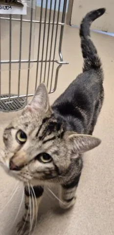 A young small-sized male Domestic Short Hair cat named Wiley for adoption in Decatur, IL