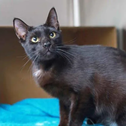 A young small-sized male Black Domestic Short Hair cat named Tipper for adoption in Atlanta, GA