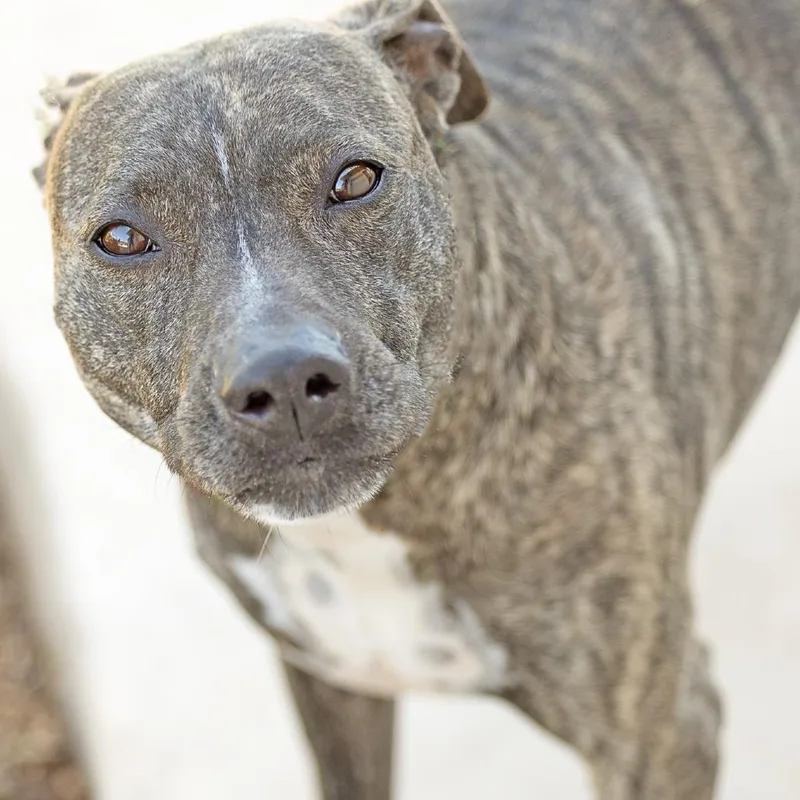 An adult medium-sized male Brown / Chocolate Terrier dog named Bowie for adoption in Abilene, TX