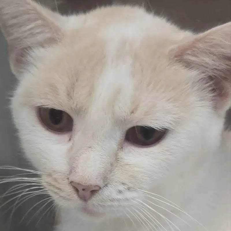 A young medium-sized female Buff & White Domestic Short Hair cat named Bonnie for adoption in Orange, VA
