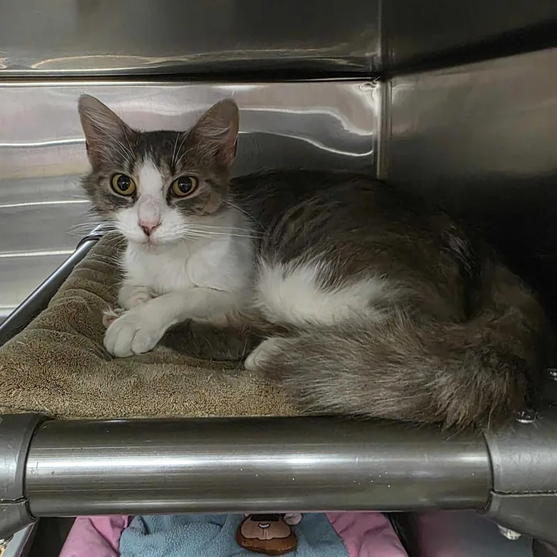 An adult small-sized female Brown / Chocolate Domestic Medium Hair cat named Dove for adoption in Falls Church, VA