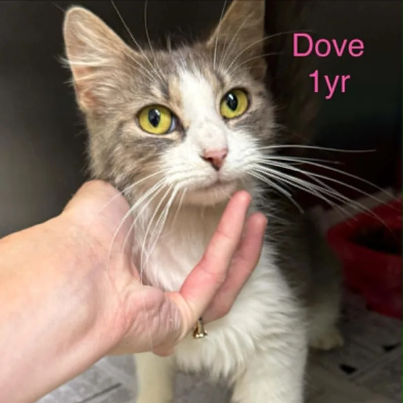 Dove thumbnail 3