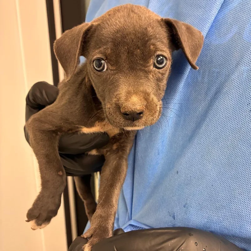 A baby small-sized female Gray / Blue / Silver Pit Bull Terrier dog named Susan for adoption in Abilene, TX