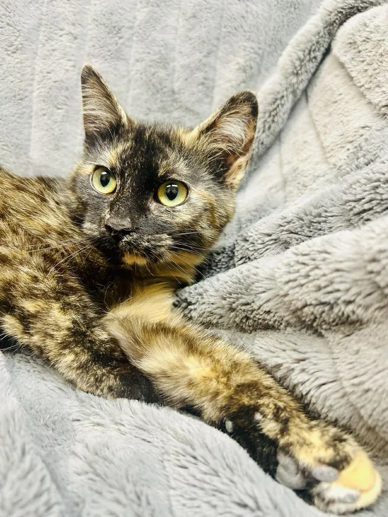 A baby medium-sized female Tortoiseshell Domestic Short Hair cat named Mira for adoption in Alexandria, MN
