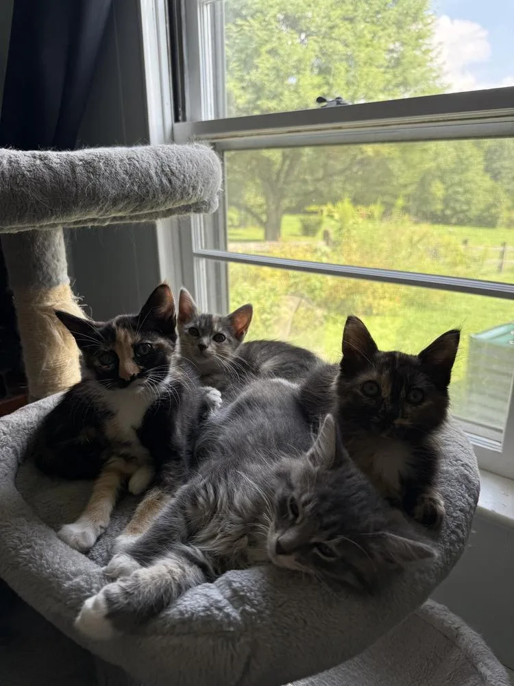 A baby medium-sized female Domestic Long Hair cat named Jackie for adoption in East Greenville, PA