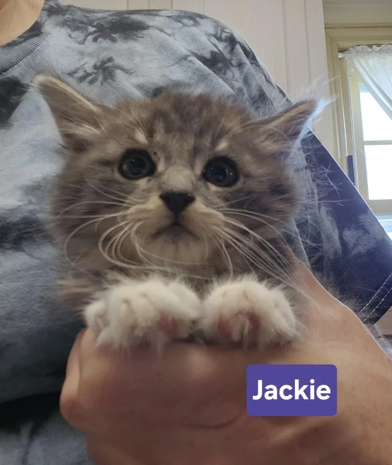 Jackie thumbnail 3