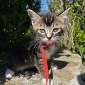 A baby small-sized male Brown / Chocolate Domestic Short Hair cat named Prince for adoption in Wilmington, DE