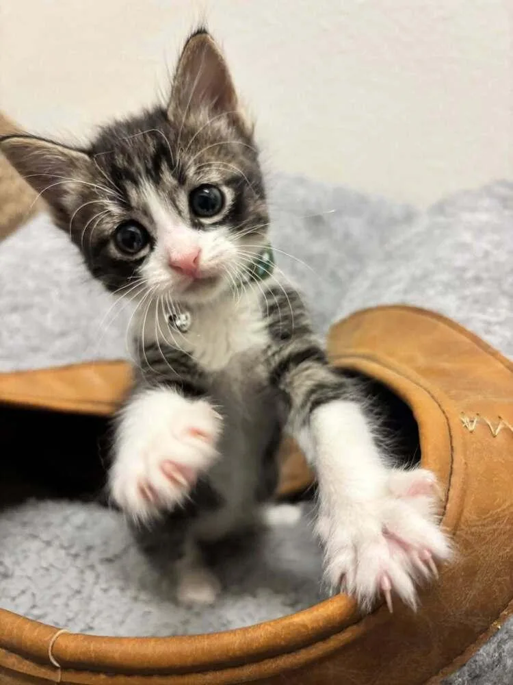 A baby medium-sized male Gray & White Tabby cat named Benson for adoption in Richardson, TX