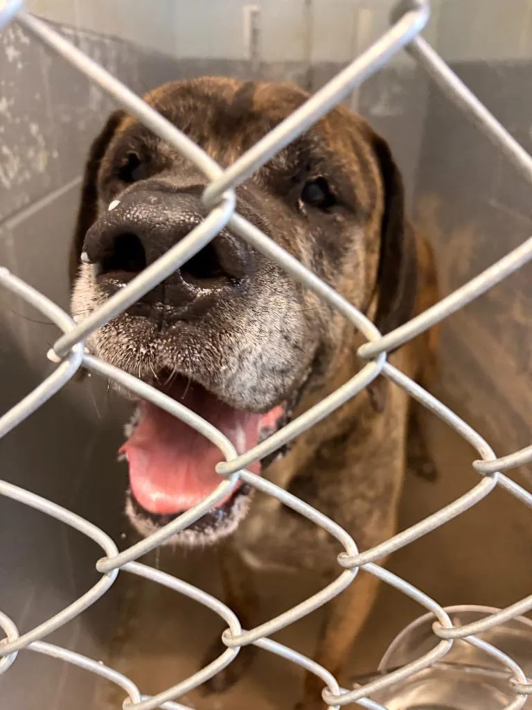 An adult large-sized male Bullmastiff dog named Duke for adoption in Rensselaer, IN