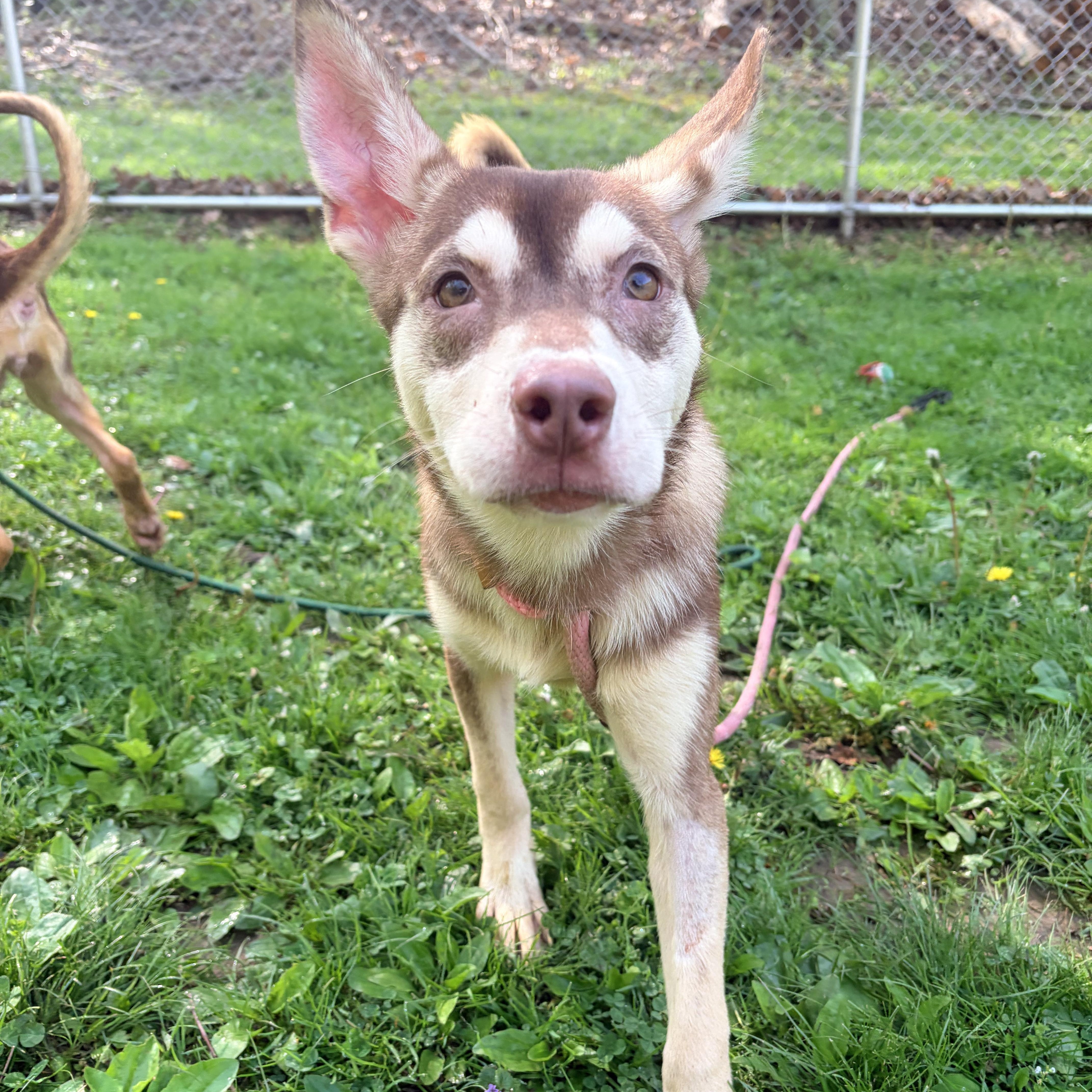 A baby medium-sized male Sable Husky dog named Juneau for adoption in White Oak, PA