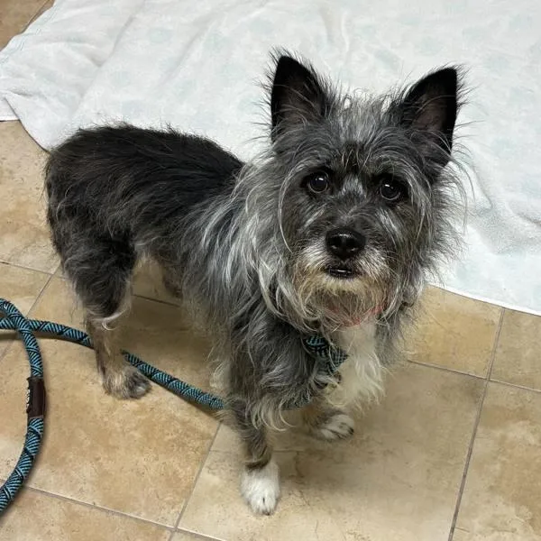 An adult medium-sized male Terrier dog named Terry Carnation for adoption in Troutdale, OR