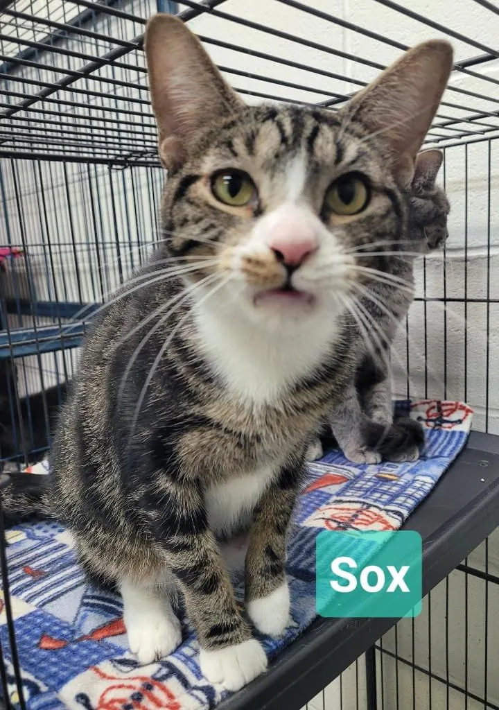 A young medium-sized female Domestic Short Hair cat named Sox for adoption in Richmond, IN