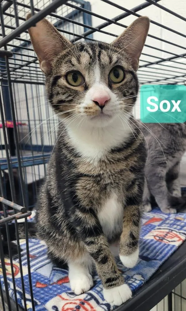 Sox thumbnail 2