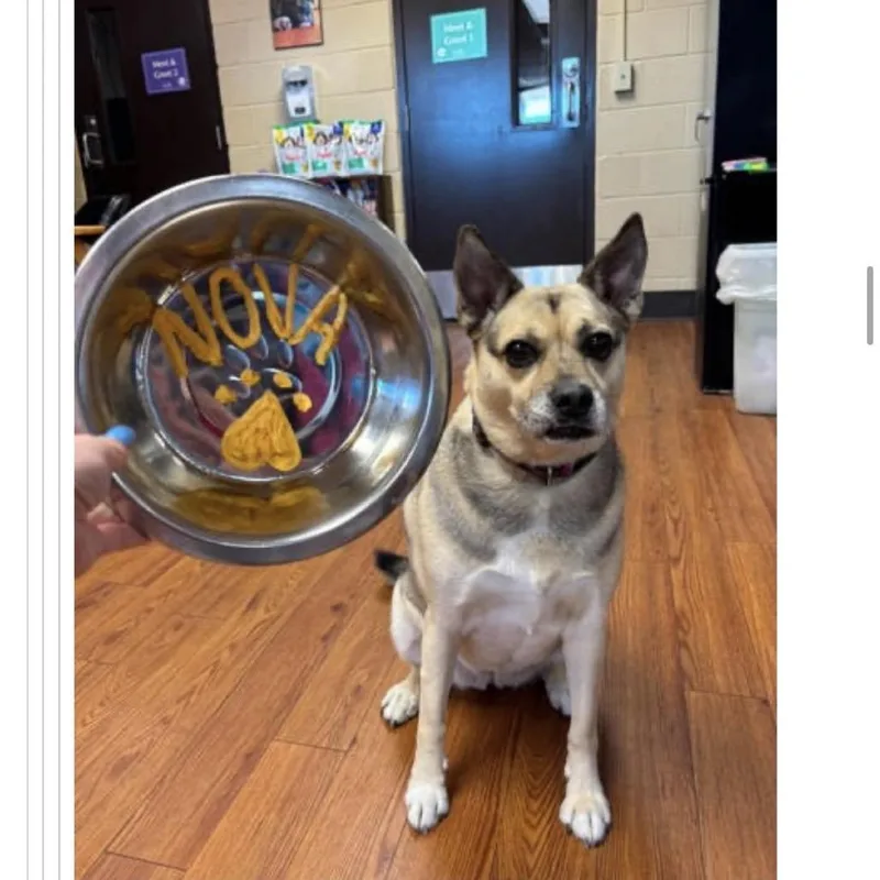 A senior small-sized female Brown / Chocolate Mixed Breed dog named Nova for adoption in Springboro, OH