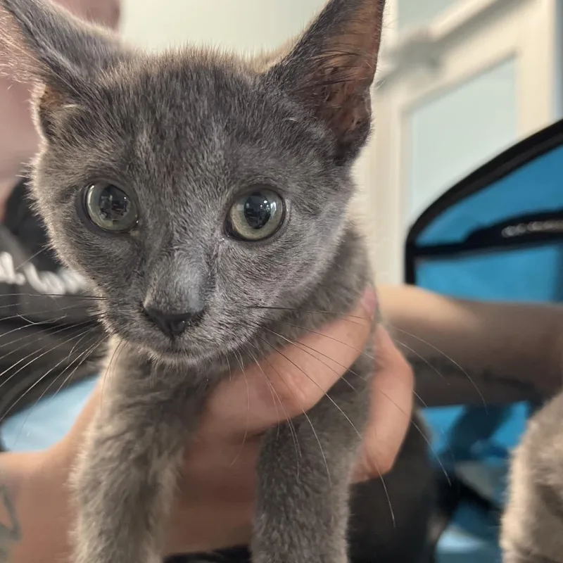 A young medium-sized male Gray / Blue / Silver Domestic Short Hair cat named Chico for adoption in Greensboro, NC