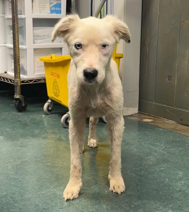 Blizzard thumbnail 2