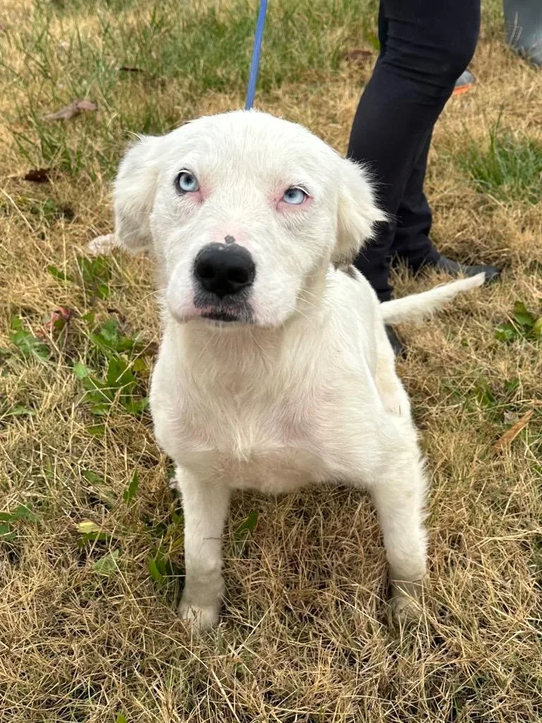 Blizzard thumbnail 3