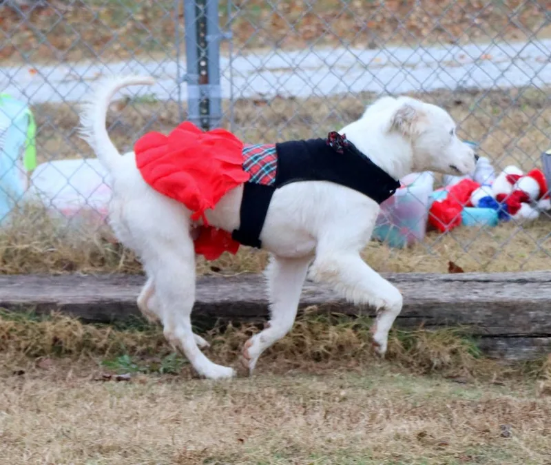 Blizzard thumbnail 4