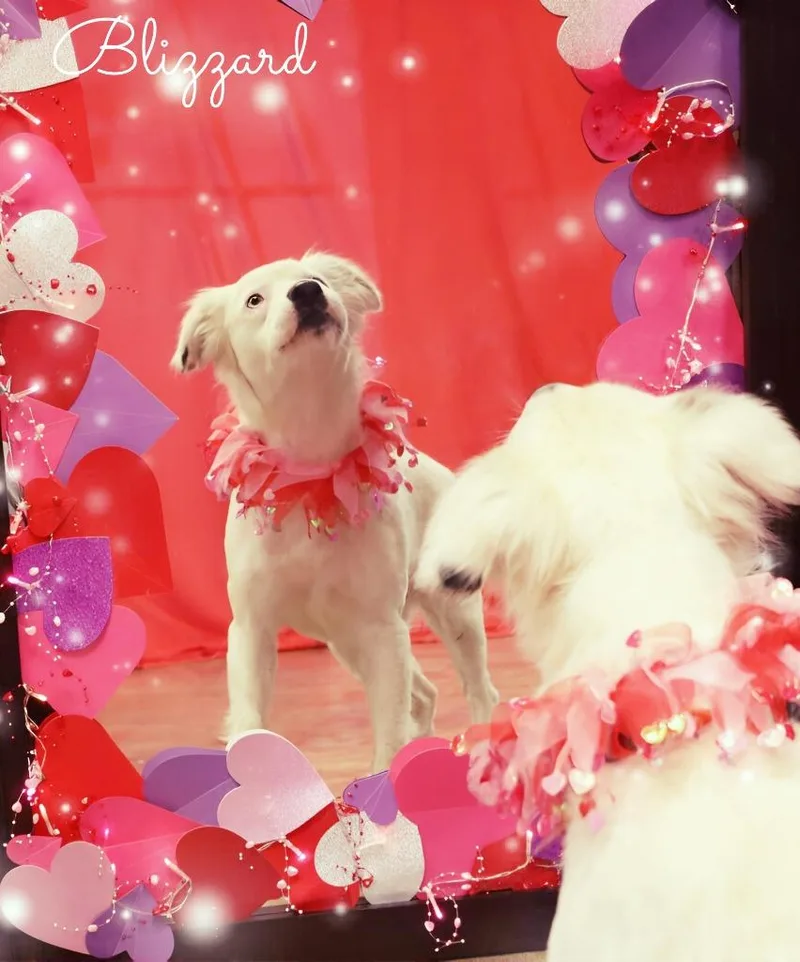 Blizzard thumbnail 5