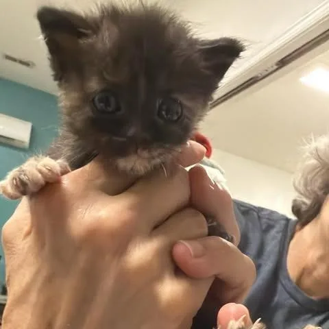 A baby small-sized female Tortoiseshell Domestic Short Hair cat named Samurai Pizza for adoption in Fredericksburg, VA