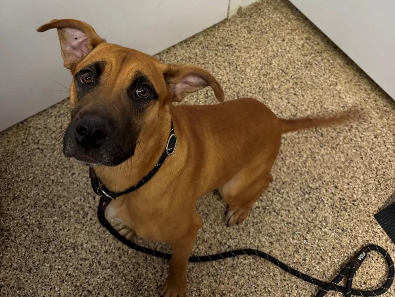 A young medium-sized female Labrador Retriever dog named Gina for adoption in Hastings, MI