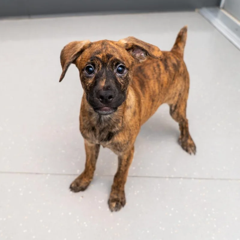 A baby small-sized male Brindle Labrador Retriever dog named Fujifilm for adoption in New York, NY