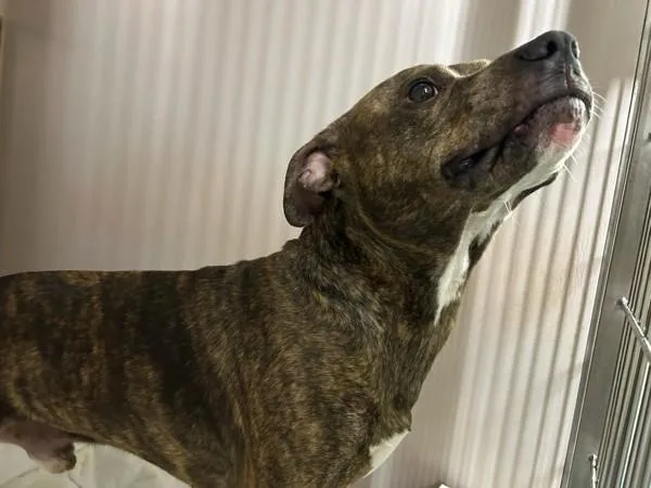 A young medium-sized male Mixed Breed dog named Kwik for adoption in New York, NY