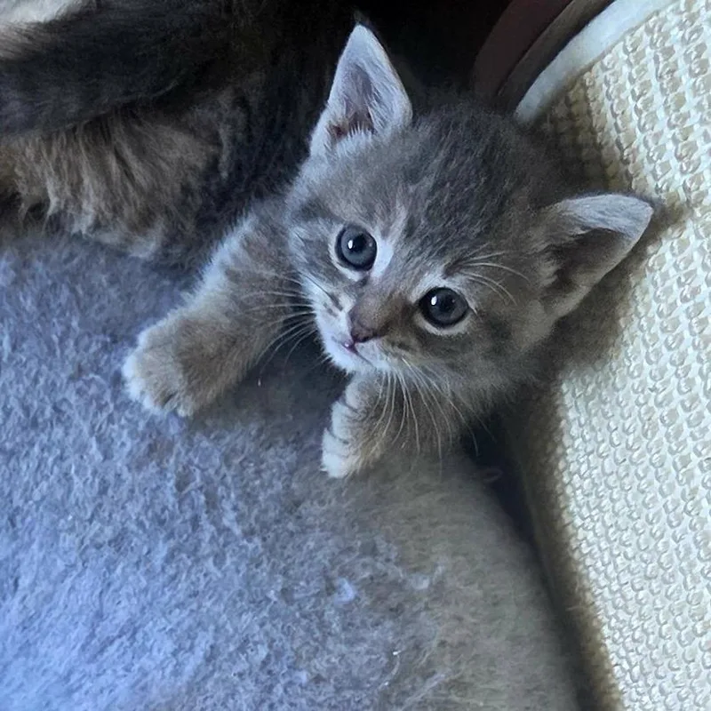 A baby small-sized female Gray / Blue / Silver Domestic Short Hair cat named Club for adoption in Grand Rapids, MI