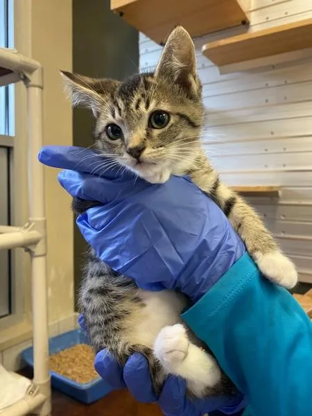 A baby small-sized male Domestic Short Hair cat named Pistachio for adoption in Monterey, CA