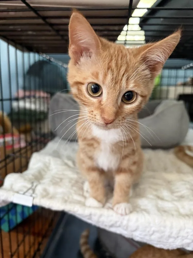 A baby small-sized male Domestic Short Hair cat named Kolby JN for adoption in Greenville, SC