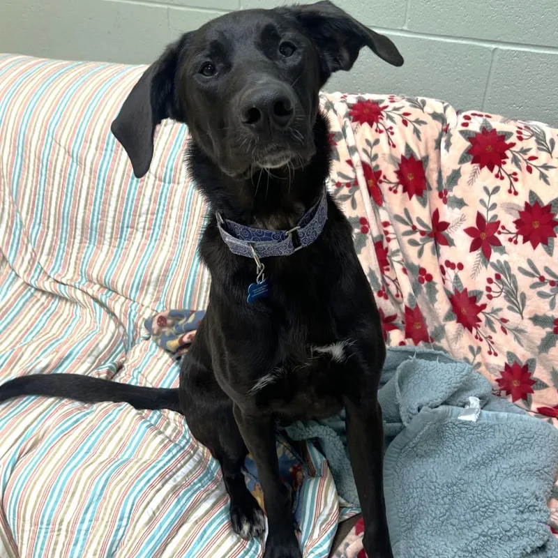 A baby medium-sized male Labrador Retriever dog named Marlin for adoption in State College, PA
