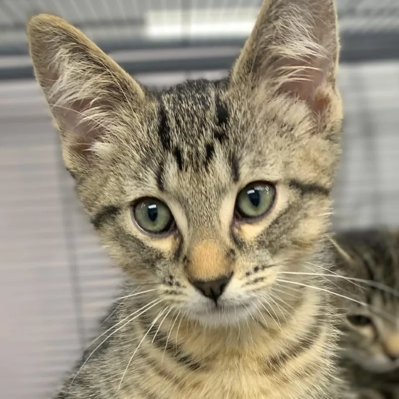 A baby small-sized male Gray / Blue / Silver Domestic Short Hair cat named Moose for adoption in Monroe, MI